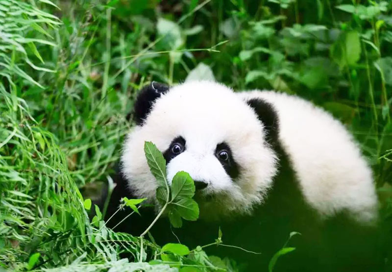 Dujiangyan Panda Base