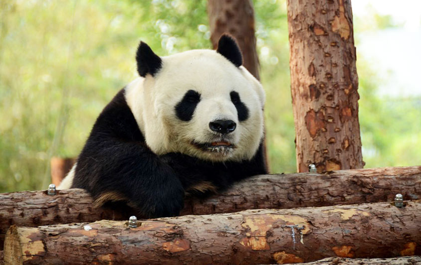Pandas in Beijing Zoo