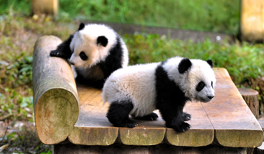 Pandas in Chongqing Zoo