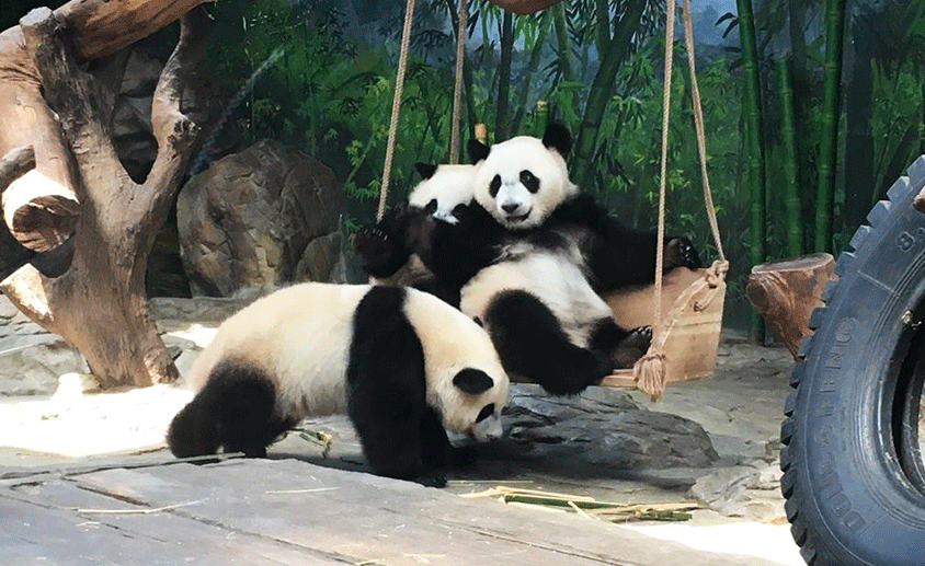 Pandas in Guangzhou Chinelong Safari Park