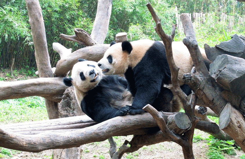 Pandas in Guilin Seven Star Zoo