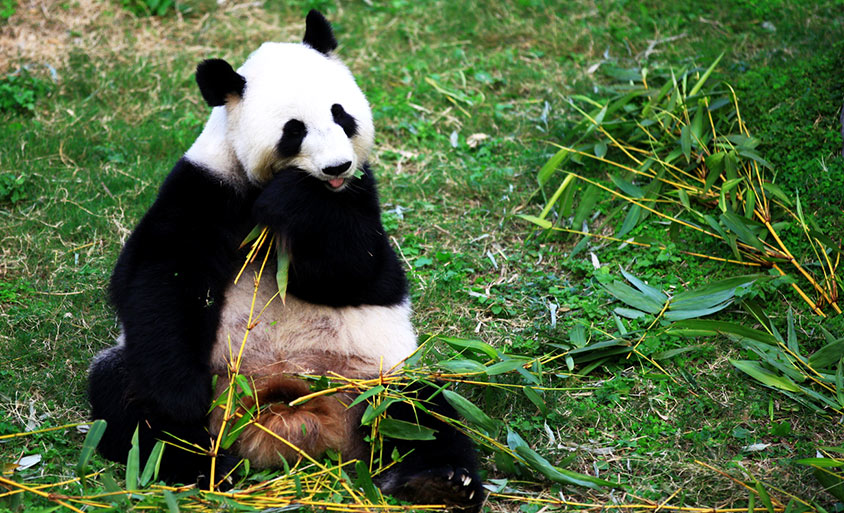 Pandas in Hong Kong Ocean Park