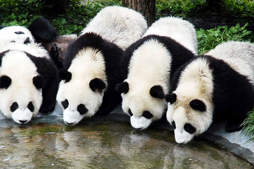 Pandas in Shanghai Wild Animal Park