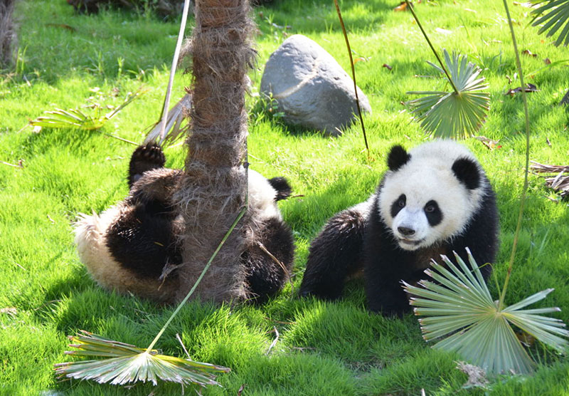 Wolong Shenshuping Panda