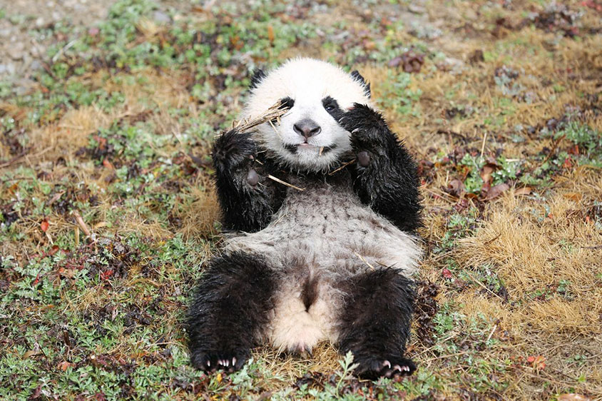 Wolong Shenshuping Panda Base