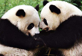 Wolong Panda Photos