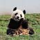 Hug a Giant Panda at Bifengxia Panda Base
