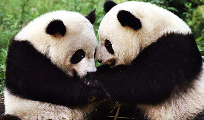 Giant Panda at Wolong Panda Base