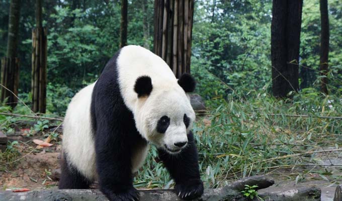 Giant Panda at Wolong Panda Base